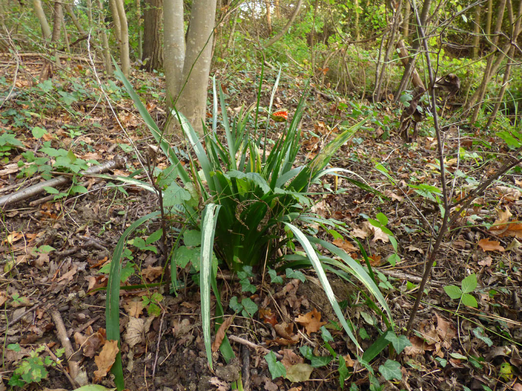 Iris foetidissima